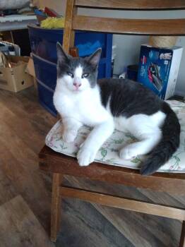 Rescue Russian Blue and Domestic Short Hair Cats for Adoption in Clawson, Michigan - Toby Mac | PetCurious