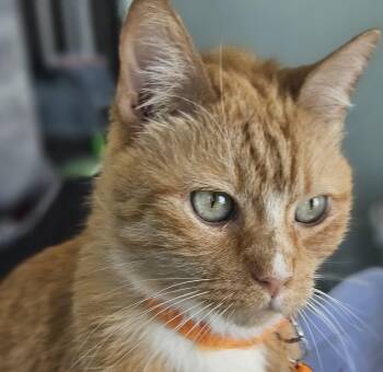 Domestic Short Hair Cats Available for Adoption - Leo | PetCurious