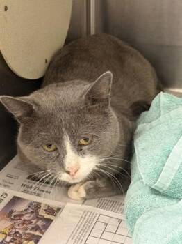 Bolso -  Domestic Short Hair Cat for Adoption in Chamblee, Georgia - Bolso | PetCurious