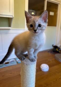 Cora -  Siamese and Birman Cat for Adoption in Walnut Creek, California - Cora | PetCurious