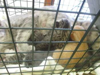 SHELLY -  Domestic Short Hair Cat for Adoption in Ocala, Florida - SHELLY | PetCurious