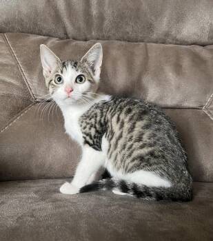 Faith -  Domestic Short Hair Cat for Adoption in Rochester, Indiana - Faith | PetCurious