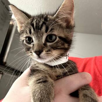 Bobcat -  Domestic Short Hair Cat for Adoption in Leander, Texas - Bobcat | PetCurious
