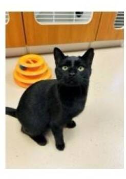 Domestic Short Hair Cats Available for Adoption - Magi | PetCurious