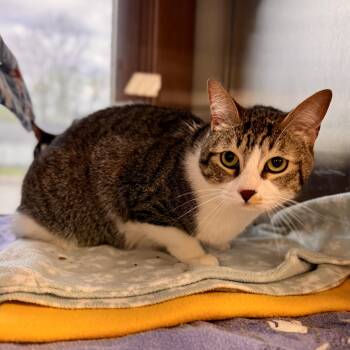 Domestic Short Hair Cats Available for Adoption in Midland, Michigan - Cookie | PetCurious