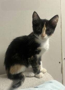 Bumper -  Domestic Medium Hair Cat for Adoption in Glocester, Rhode Island - Bumper | PetCurious