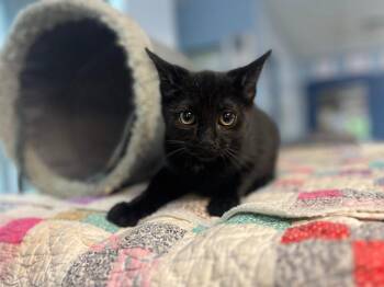 Helix -  Domestic Short Hair Cat for Adoption in Lovingston, Virginia - Helix | PetCurious