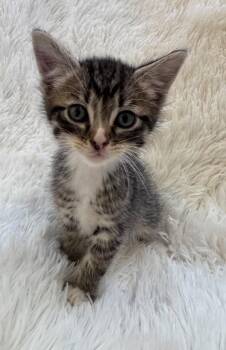 Cricket -  Domestic Short Hair Cat for Adoption in Salt Lake City, Utah - Cricket | PetCurious
