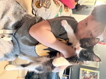 Rescue Tuxedo Cats for Adoption in Napa, California - CP ( Christina ) | PetCurious