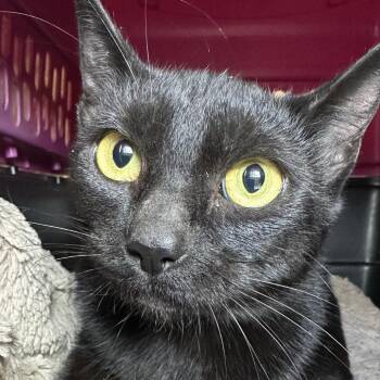 CWKH-Stray-4685 -  Domestic Short Hair Cat for Adoption in Chilliwack, British Columbia - CWKH-Stray-4685 | PetCurious