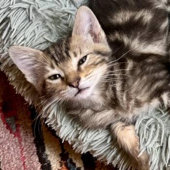 Loki -  Domestic Short Hair Cat for Adoption in Long Beach, California - Loki | PetCurious