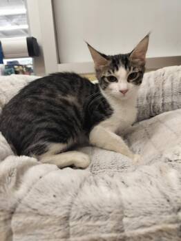 Rescue Domestic Medium Hair and Tabby Cats for Adoption in Parlier, California - Juju | PetCurious