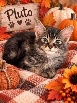 Pluto -  Maine Coon and Domestic Medium Hair Cat for Adoption in Tavares, Florida - Pluto | PetCurious
