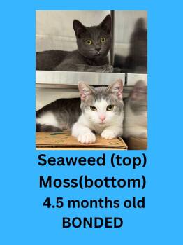 Moss & Seaweed -  Domestic Short Hair Cat for Adoption in Ravenna, Ohio - Moss & Seaweed | PetCurious