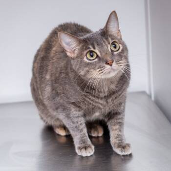 Rescue Domestic Short Hair Cats for Adoption in Hattiesburg, Mississippi - Lyla | PetCurious