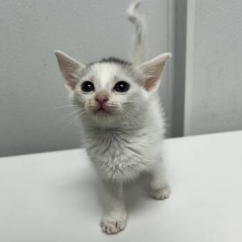 Tails -  Domestic Short Hair Cat Available for Adoption in Abilene, Texas - Tails | PetCurious