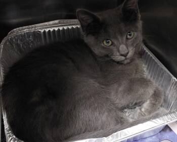 Grayson -  Domestic Short Hair Cat for Adoption in Henderson, North Carolina - Grayson | PetCurious