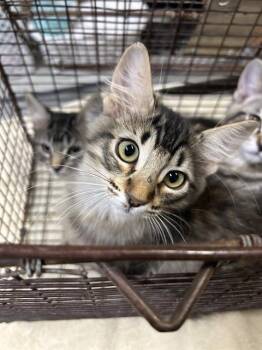 MERYN -  Domestic Medium Hair Cat for Adoption in Modesto, California - MERYN | PetCurious