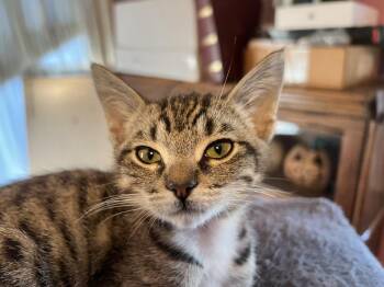 Domestic Short Hair Cats Available for Adoption - Junior Jr. (JJ) | PetCurious