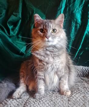 Diner Cat 537 -  Domestic Long Hair Cat for Adoption - Diner Cat 537 | PetCurious