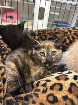 Bluebell (Hartman) -  Domestic Short Hair Cat for Adoption in Johnson City, Tennessee - Bluebell (Hartman) | PetCurious