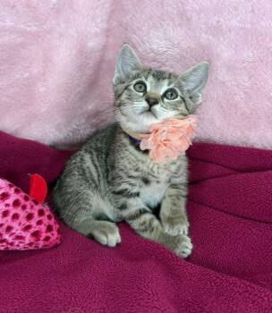 Kayden -  Tabby Cat for Adoption in Tavares, Florida - Kayden | PetCurious