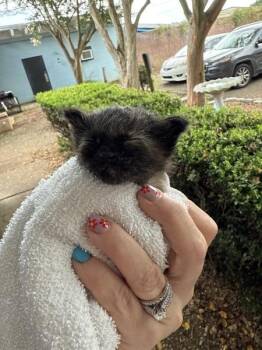Mudpie -  Domestic Short Hair Cat for Adoption in Mobile, Alabama - Mudpie | PetCurious