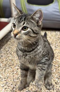 Rescue Domestic Short Hair Cats for Adoption in Hackensack, Minnesota - Sprocket | PetCurious