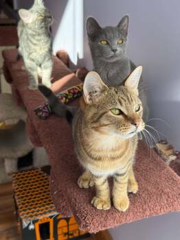 Alexander (cat Cafe) -  Tiger Cat for Adoption in West Lafayette, Indiana - Alexander (cat Cafe) | PetCurious