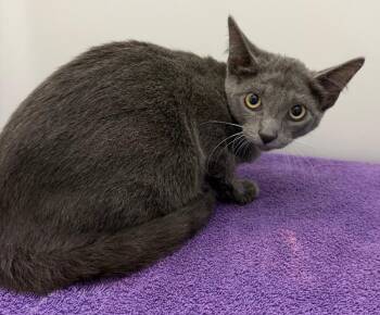 Lagoon -  Domestic Medium Hair Cat for Adoption in Park Row, Texas - Lagoon | PetCurious