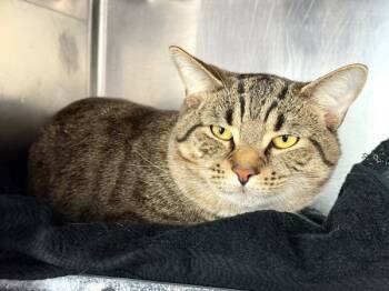 Rescue Domestic Short Hair Cats for Adoption in New York, New York - Miso | PetCurious