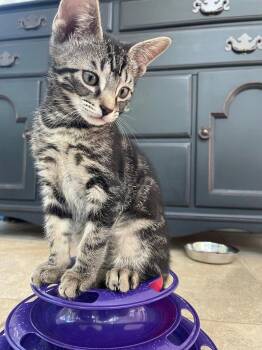 Domestic Short Hair Cats Available for Adoption in Broomall, Pennsylvania - Calla | PetCurious