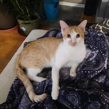 Bonya -  Domestic Short Hair Cat Available for Adoption - Bonya | PetCurious