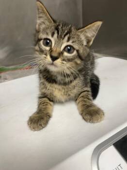 Locket -  Domestic Short Hair Cat for Adoption in Hopkinsville, Kentucky - Locket | PetCurious