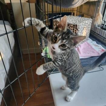 Cappuccino -  Domestic Long Hair Cat for Adoption in Chicago, Illinois - Cappuccino | PetCurious