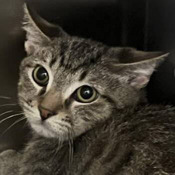 William Shakespaw -  Domestic Short Hair and American Bobtail Cat for Adoption in Las Vegas, Nevada - William Shakespaw | PetCurious