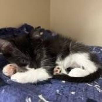 Domestic Short Hair Cats Available for Adoption - Salsa | PetCurious