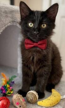 MaxP -  Domestic Long Hair Cat for Adoption in North Highlands, California - MaxP | PetCurious