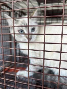 Domestic Short Hair Cats Available for Adoption in Houston, Texas - A654497 | PetCurious