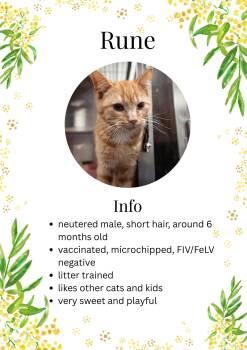 Domestic Short Hair Cats Available for Adoption - Rune | PetCurious