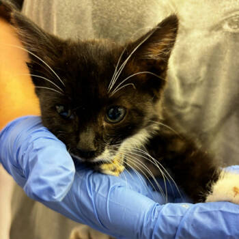 Rescue Domestic Medium Hair Cats for Adoption in Los Angeles, California - Tuxandra | PetCurious