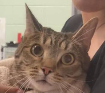 Domestic Short Hair Cats Available for Adoption in Cincinnati, Ohio - Salem | PetCurious
