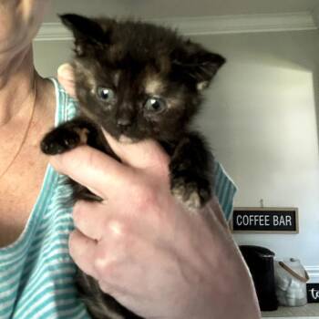 Friselle -  Domestic Short Hair Cat for Adoption in Huntsville, Alabama - Friselle | PetCurious