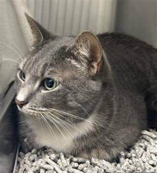 Domestic Short Hair Cats Available for Adoption - TSUKI | PetCurious