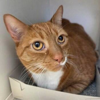 Domestic Short Hair Cats Available for Adoption in Phoenixville, Pennsylvania - Archie | PetCurious