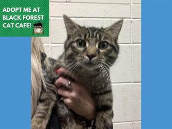 LOLA -  Domestic Short Hair Cat for Adoption in Fort Wayne, Indiana - LOLA | PetCurious