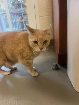 BUBBA -  Domestic Short Hair Cat for Adoption in Hagerstown, Maryland - BUBBA | PetCurious