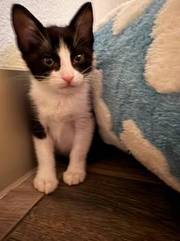 Marco and Willy -  Siamese and Domestic Short Hair Cat for Adoption - Marco And Willy | PetCurious