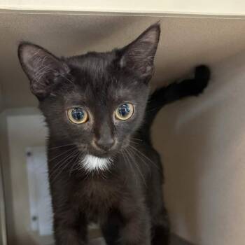 Etta -  Domestic Short Hair Cat for Adoption in Gloucester, Virginia - Etta | PetCurious