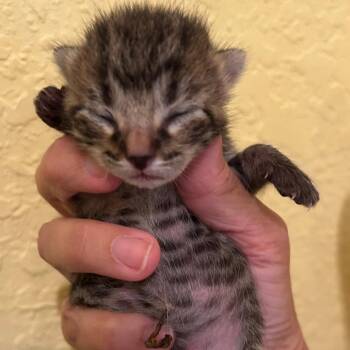 VIGO -  Domestic Short Hair Cat Available for Adoption in Fort Lauderdale, Florida - VIGO | PetCurious